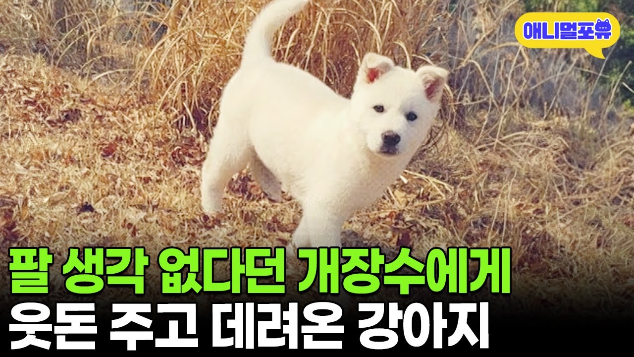 개장수에게 잡혀있던 강아지, 천재인 줄 모르고 데려왔더니 I KBS 동물극장 단짝 230114 방송