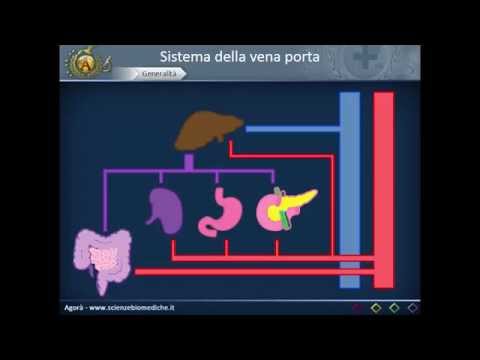 Apparato cardiocircolatorio 30: Sistema della vena porta