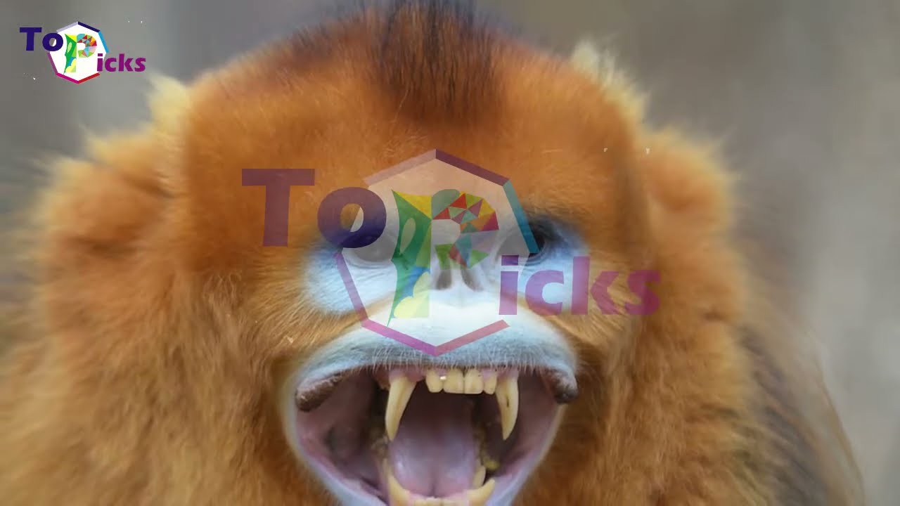 10 Animals With The Strangest Body Features