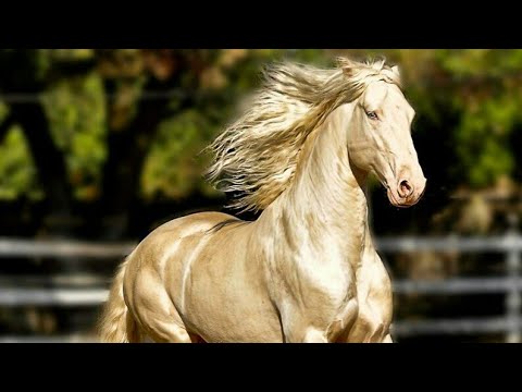 Video: Caballo De Raza Avelignese Hipoalergénico, Salud Y Vida