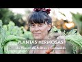 Plantas Sanas, deliciosas y llenas de Nutrientes | Un popurrí de Pollitos y Consuelda