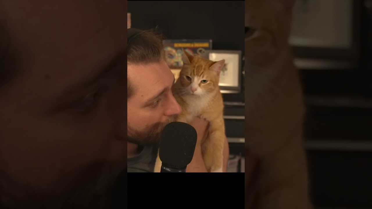 Meet Waffles: The Perfect Cat with Zero Problems