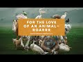 For the Love of an Animal: Roarrr