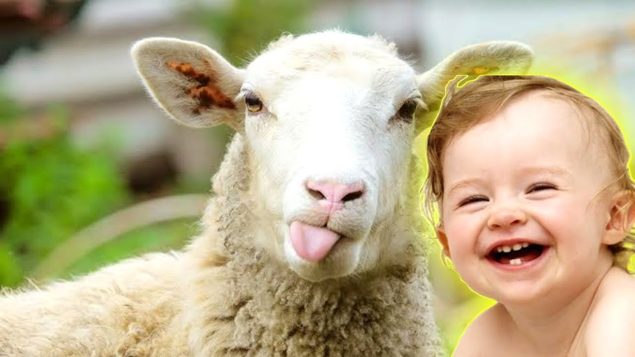 Funny Sheep Music Video 😆 || By Our Channel Housewife Usha || Sheep sounds song 🤣 || 