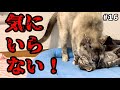 元野良の母猫…不満爆発!?