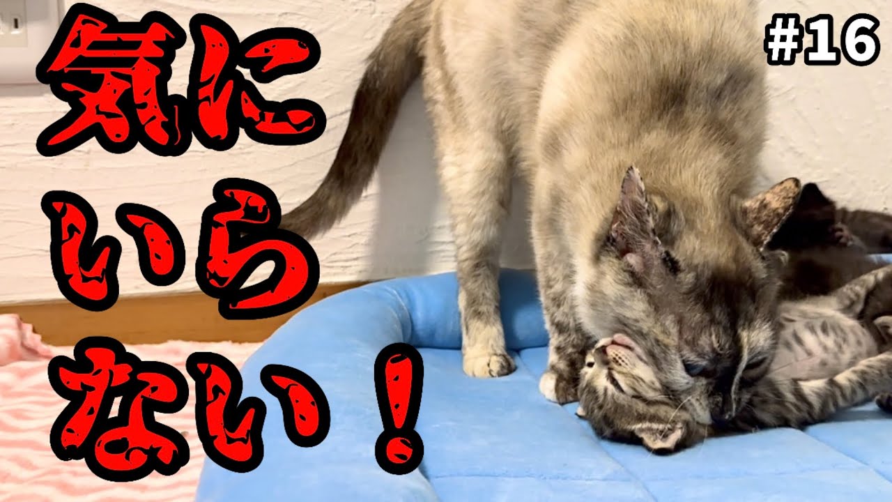 元野良の母猫…不満爆発!?