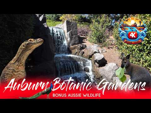 🌿Exploring Auburn Botanic Gardens in 4K | Australian Wildlife & Japanese Gardens🌿 hqdefault