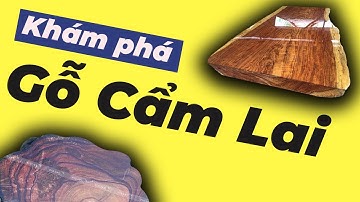 Tìm hiểu về gỗ Cẩm ? Phân biệt các loại ( Cẩm Thị, Cẩm Chỉ, Cẩm Thôi, Cẩm Sừng )