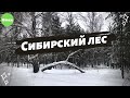 Заснеженный Сибирский лес. Снежки, снеговики и дрифт