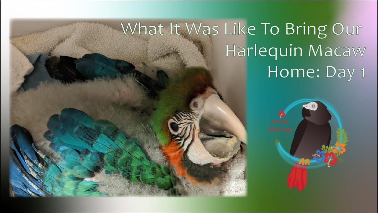 My Parrot's First Day Home: Our Harlequin Macaw Baby - YouTube