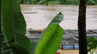 Kayu balak hanyut dibawa arus banjir di kg tengah temerloh