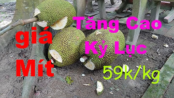 Giá Mít Thái Siêu Sớm Tăng Cao Kỷ Lục.Nhà Vườn Vẫn Không Vui | MTPL