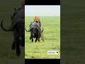 Lion Takes Down Massive Buffalo! 🦁⚡ | Raw Nature #shortfeed #russia #usa #shortvideo #youtubeshorts