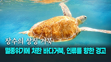 플라스틱으로 오염된 바다에서 죽어가는 바다거북 | 멸종위기에 처한 바다거북, 인류를 향한 경고