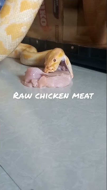 Burmese Python eating raw chicken meat - YouTube