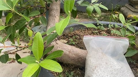 Cách Chọn và Bón Phân Giúp Cây Sim Rừng Xanh Tốt Quanh Năm