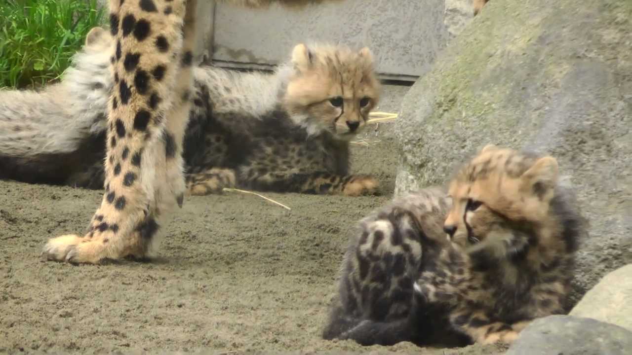 可愛い チーターの5つ子 多摩動物公園 Youtube