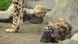 可愛いチーターの5つ子多摩動物公園