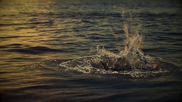 Houdini Shark splash ocean custom Arnold render