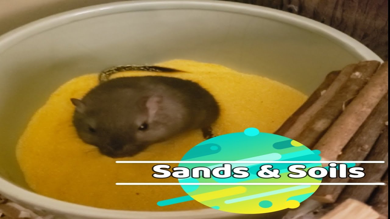 Gerbil Care – Safe Sands & Soils For Gerbils & Sensitive Small Pets