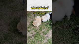 생후 3개월에 입양보내고 재회한 자식과 어미 강아지를 보고 주인이 오열한 이유