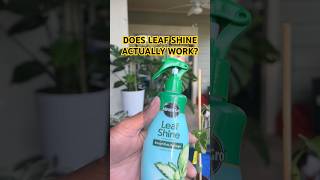 Trying out leaf shine🌿 #leafshine #plantcare #plantproducts #urbangarden #plantlover 🌿