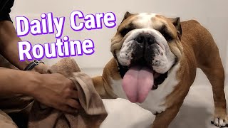 Owning An English Bulldog Pt.2 Daily Hygiene, Health Care, Grooming, Cleaning Routine