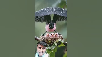 #birds #nature #duet #beautiful #egzonibrahimi #quran #shots #surahikhlas #سورة_الإخلاص #ikhlas