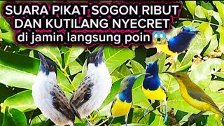 SUARA PIKAT SOGON RIBUT DAN KUTILANG NYECRET ‼️