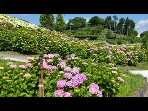 #かざはやの里紫陽花