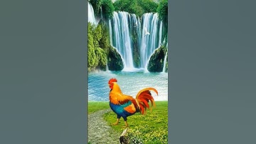 Thumbnail of chicken #short #shortvideo #song #shortsviral