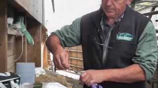 How to guide for cattle injections Sterimatic & Hook Norton vets July 14