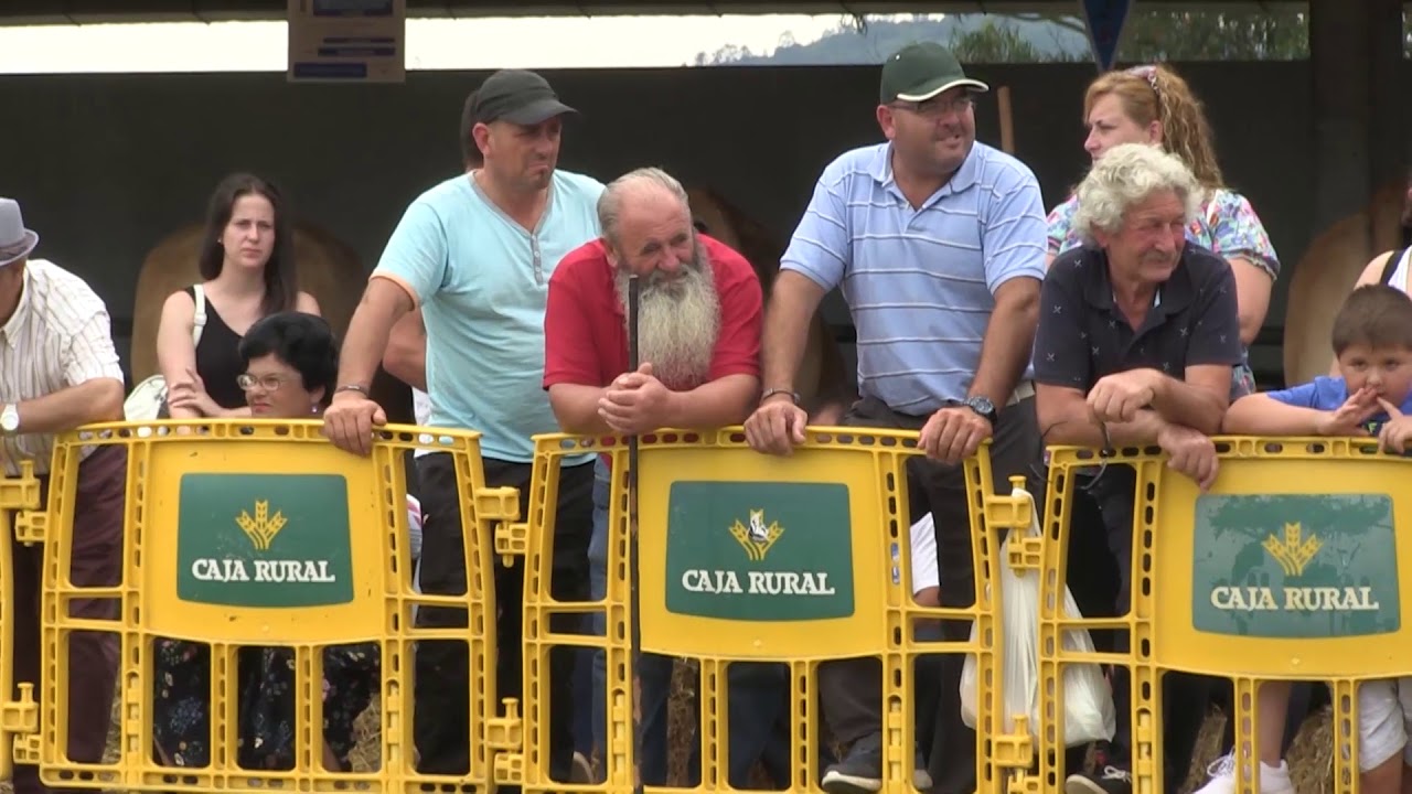 El arrastre de bueyes, broche final en el concurso de Llanera/El Campo de Asturias