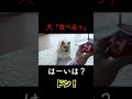 人間の言葉を話す犬