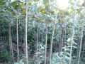 vendo madera de teca, teak wood for sale vendo madera de teca, teak wood for sale