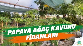 Papaya Ağaç Kavunu Fidanı
