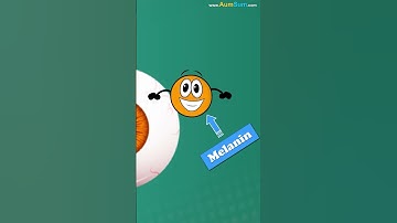 Why do we have Different Eye Colors? | #aumsum #kids #shorts #science