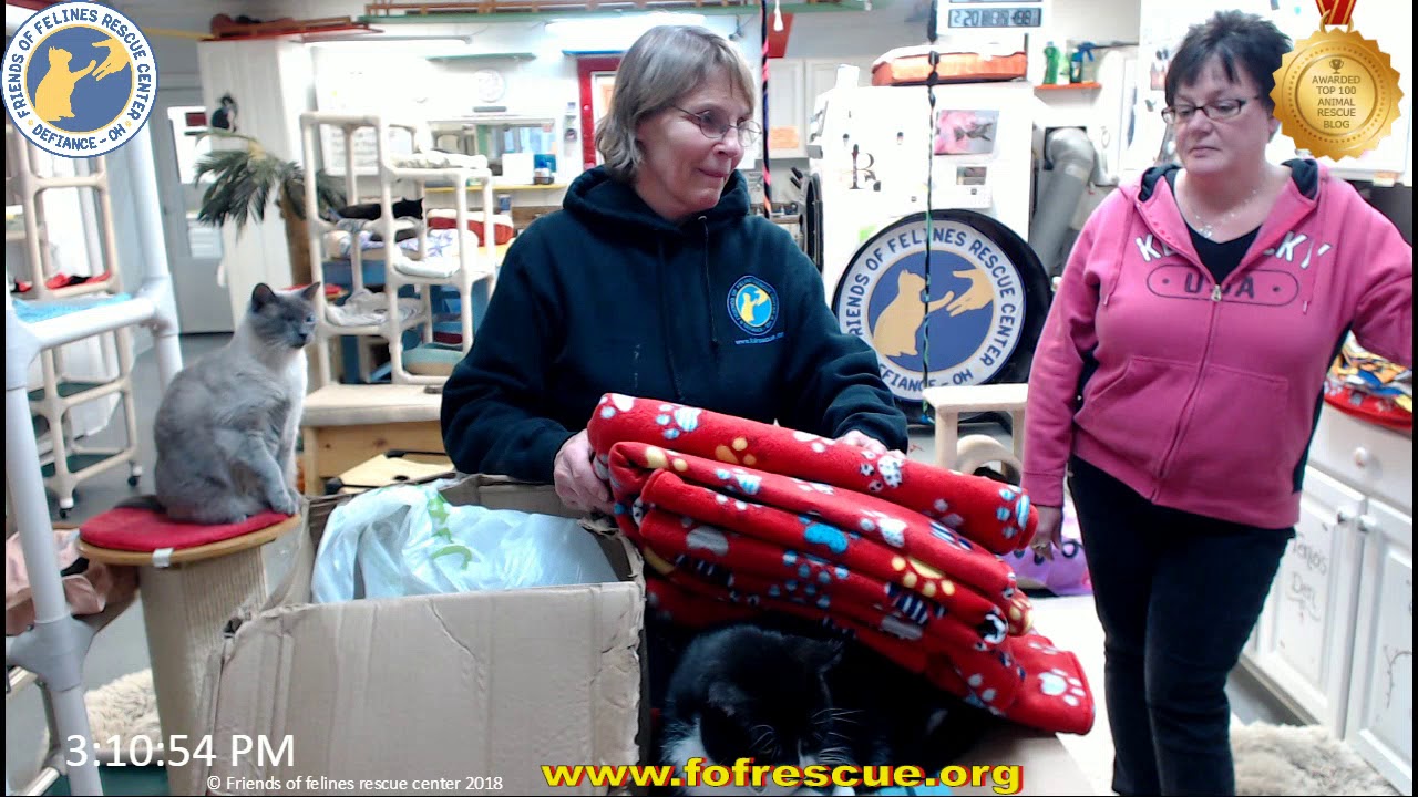 cage free vs organic eggs FFRC Boxes 02-20-2019