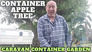 Container Apple Tree Full Time Caravan Life by  Ivans Gardening Allotment UK  2,671 views 5 days ago 9 minutes, 24 seconds