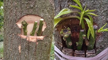 Cách ghép nhiều cành vào gốc cây xoài