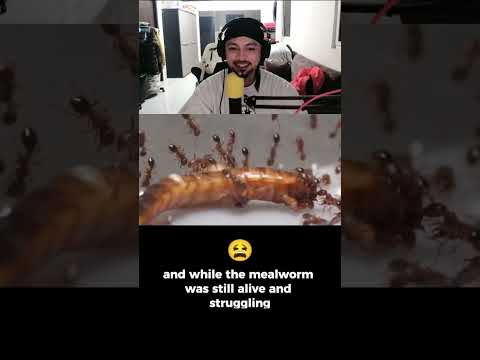 1000 Fire Ants vs Deadly Prey | 100 Days of Colony War