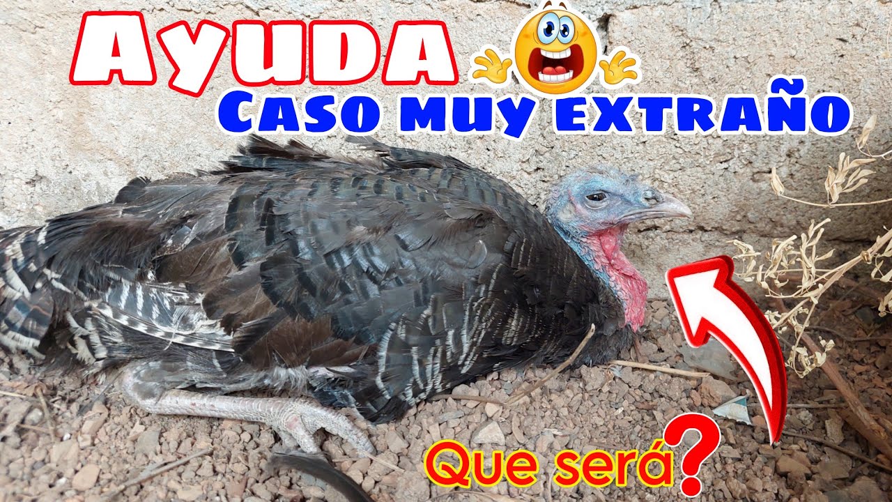 🔴CASO MUY EXTRAÑO😱 // Esto es muy raro, estoy sorprendida😳 AYUDAA‼️ # ...