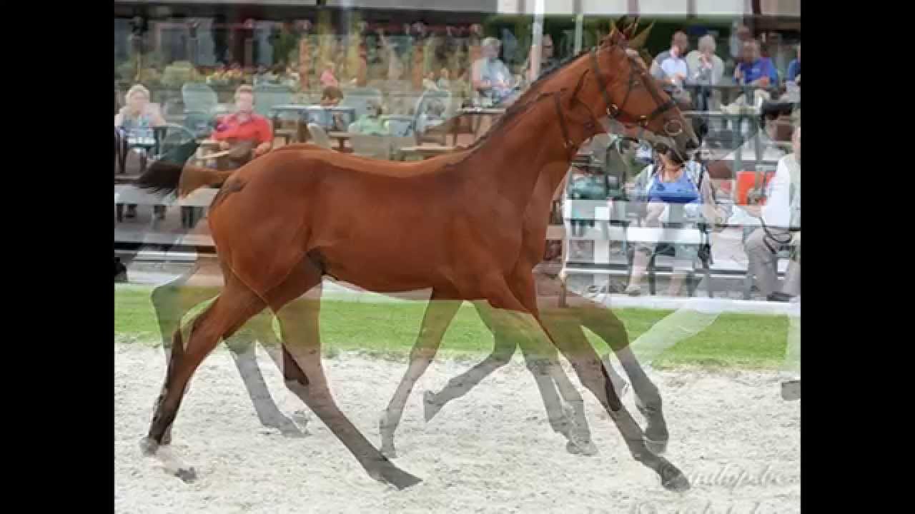 SOLD to Capital Stud: Kronos van Het Poeleind, Darco X Cash, brother of Non Stop