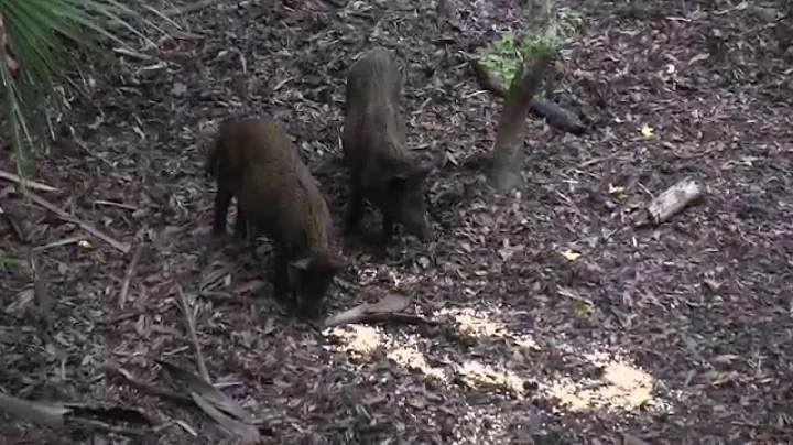 Hog Bow Hunt in the Florida Swamp