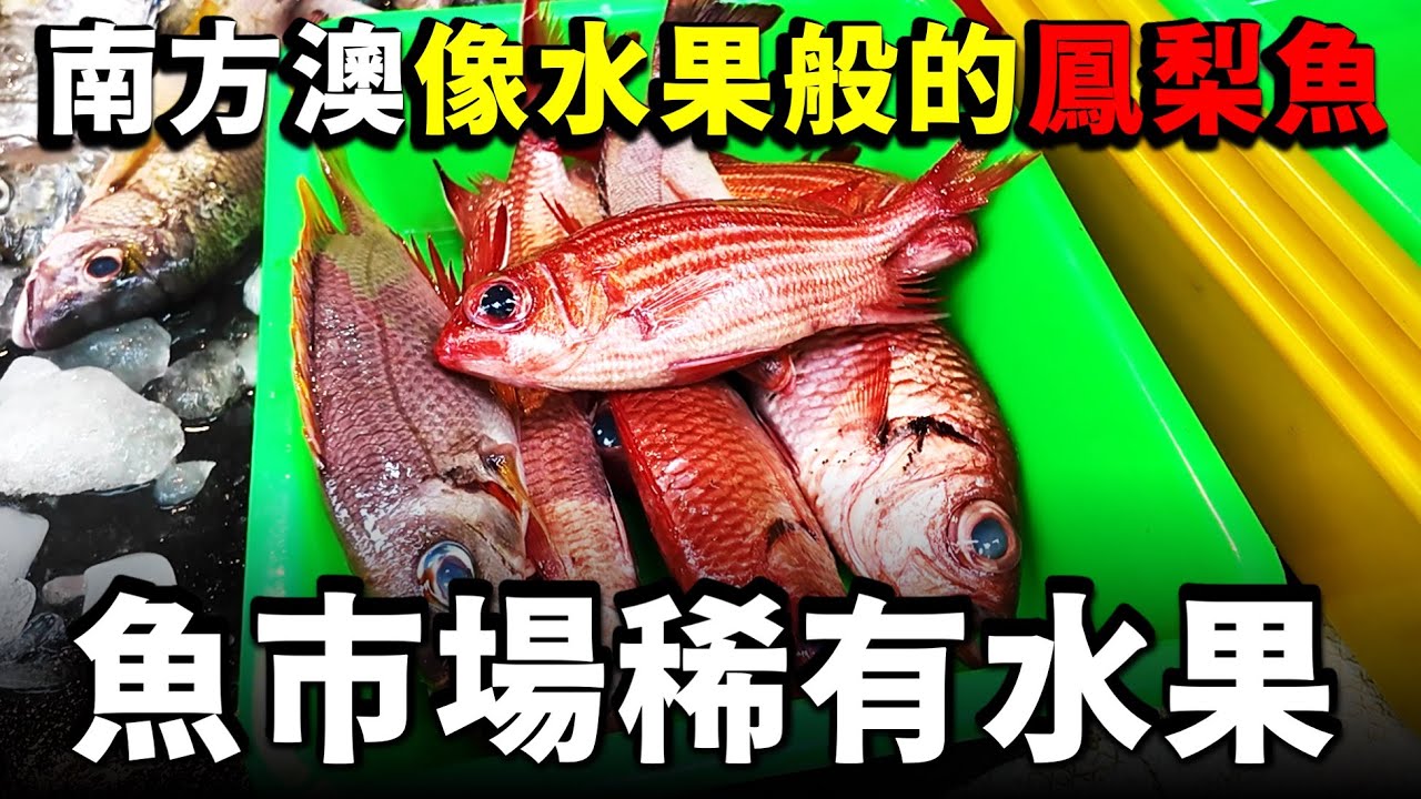 南方澳魚市場賣的「紅色的鳳梨」與「黃色的鳳梨」如何選擇？？這隻竹莢魚少見，但超級好吃喔！
