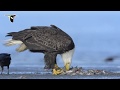 Bird Behavior and Interactions Quiz