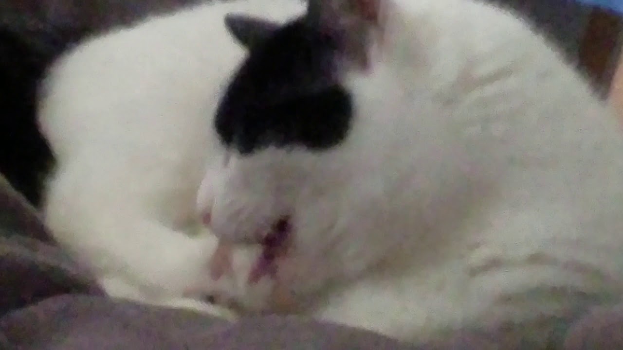 my-cat-licks-her-toes-youtube