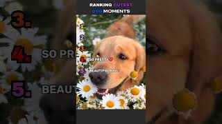 Ranking the CUTEST DOGS Ever  #pets #cute #cutedog