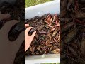 Good sizer #crawfish #fyp #foryou #outdoors #life