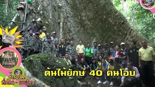 พบต้นไม้ยักษ์ขนาด 40 คนโอบ เชื่อใหญ่ที่สุดในประเทศไทย